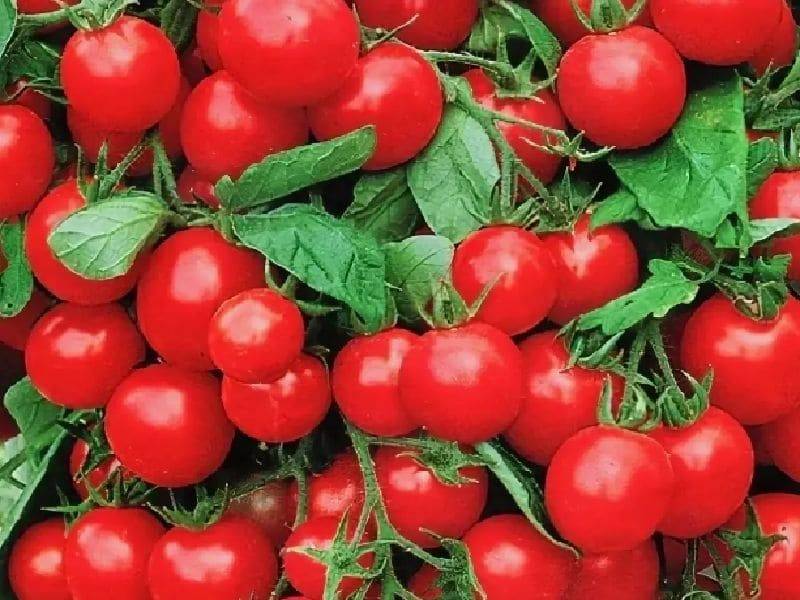 Низкорослые крупноплодные томаты для открытого грунта