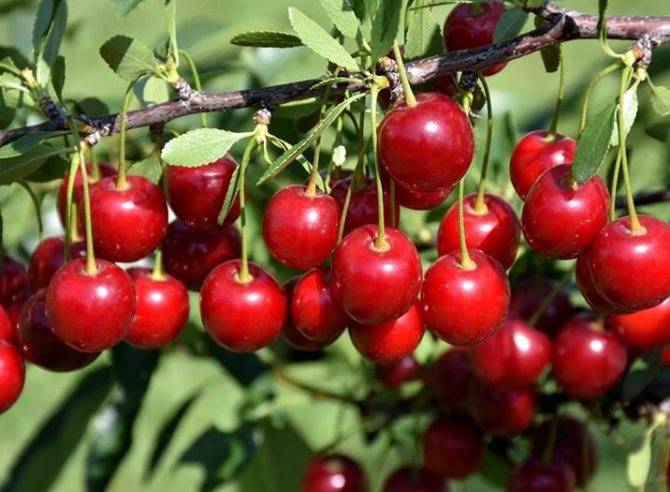 25 лучших сортов вишни для сибири на 2021 год: самоплодные, морозостойкие, самые крупные и сладкие с названием и фото