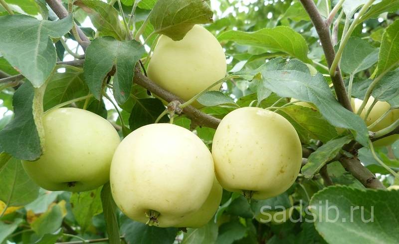 Выращивание яблони юнга - мыдачники