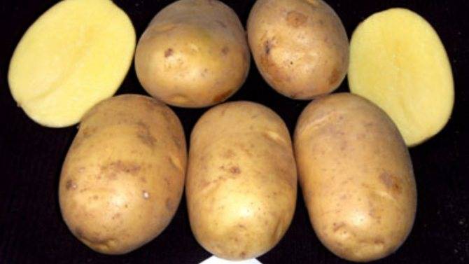 Семенной картофель: выбираем сорт и учимся выращивать из семян дома