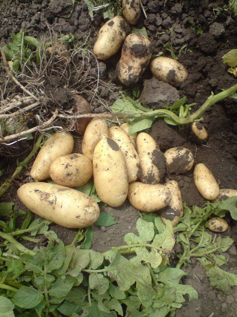Картофель сорокодневка: описание сорта, посадка и уход, когда копать, отзывы с фото