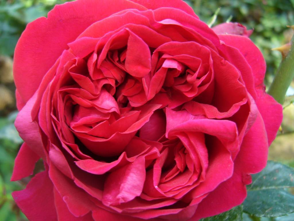 Роза эрик таберли: описание сорта
