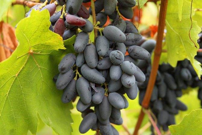 Виноград памяти негруля описание сорта