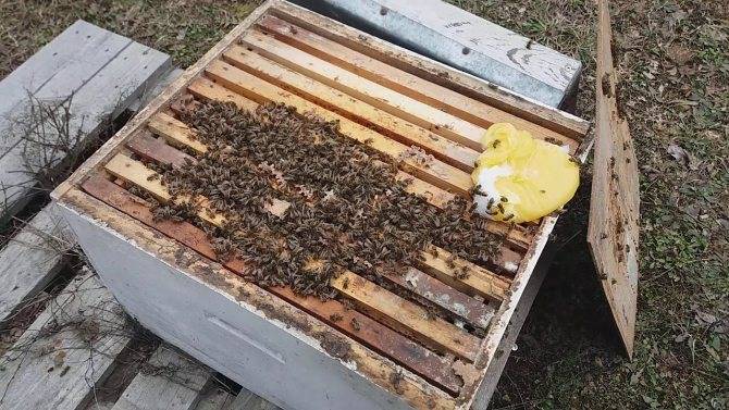 Подкормка пчел осенью сахарным сиропом: сроки, пропорции, как приготовить, как кормить