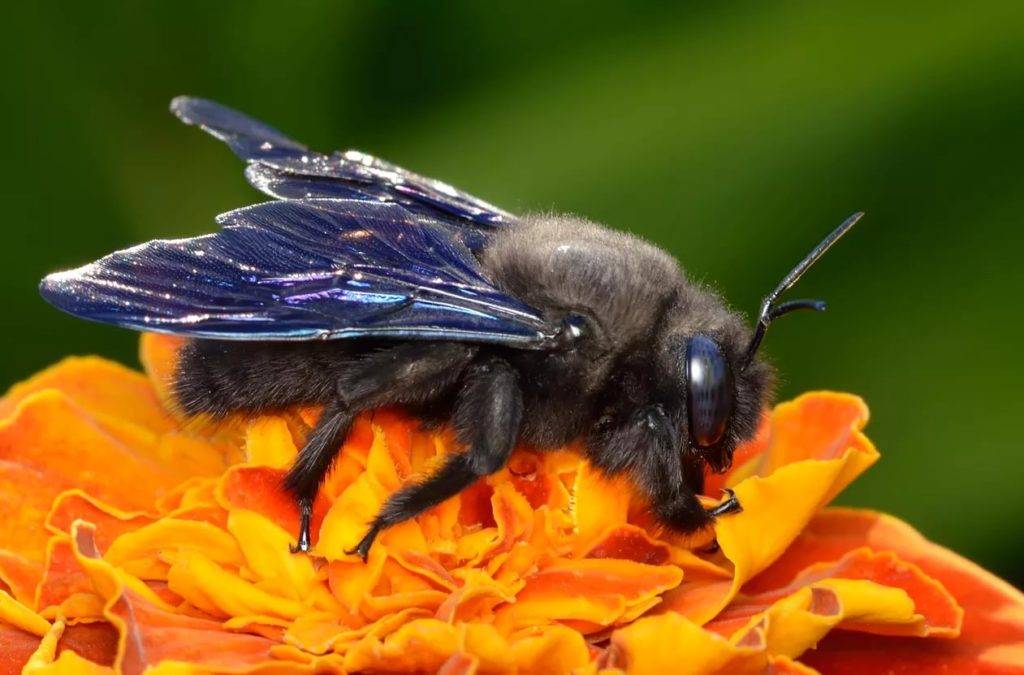 Пчела плотник - черная пчела с синими крыльями (древесная пчела)
