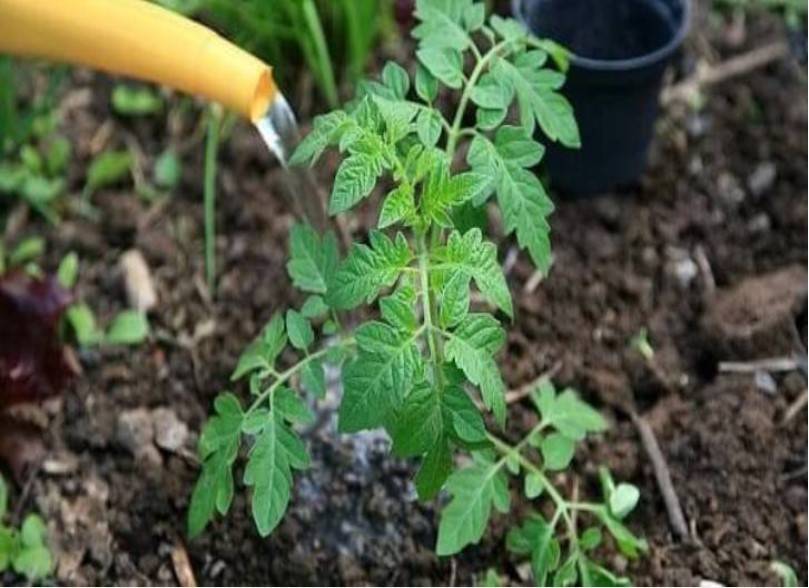 Нюансы подкормки помидоров в открытом грунте: виды удобрений, технология внесения