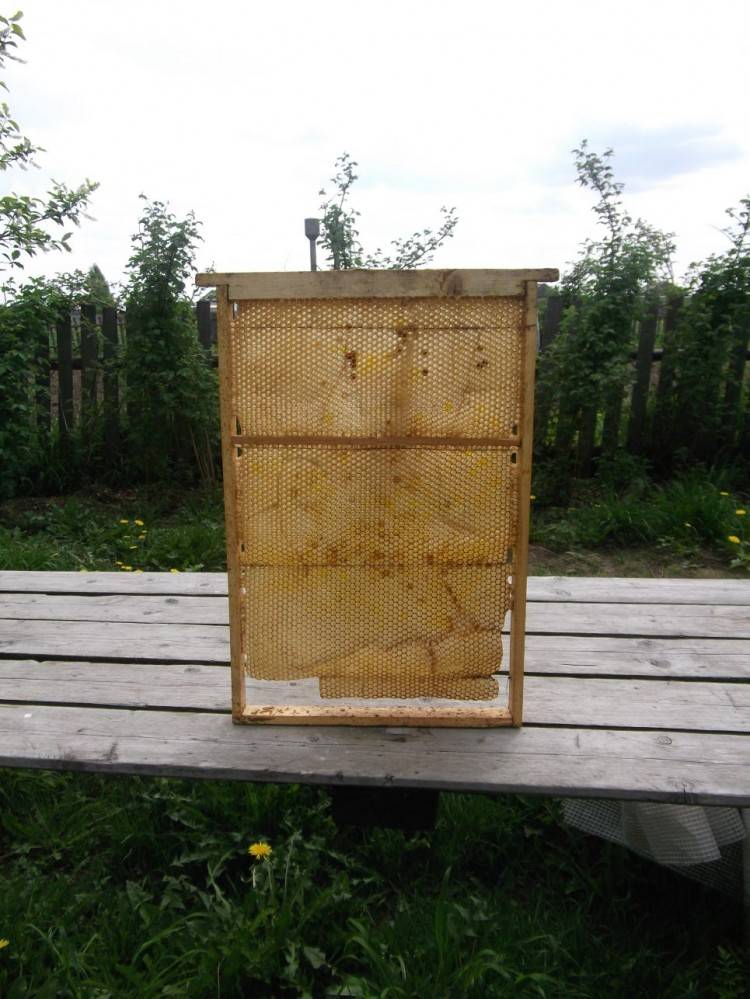 Двухматочное содержание пчел: особенности, правила, технологии