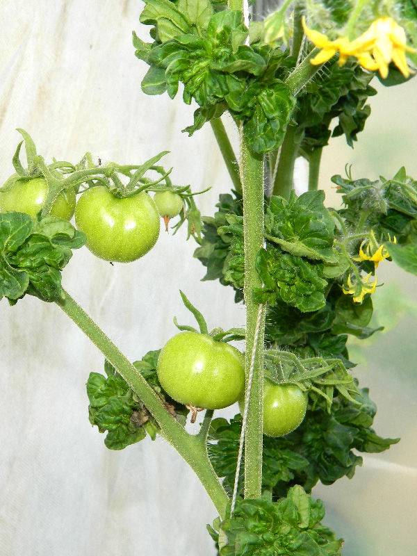 Палка: описание сорта томата, характеристики помидоров, посев