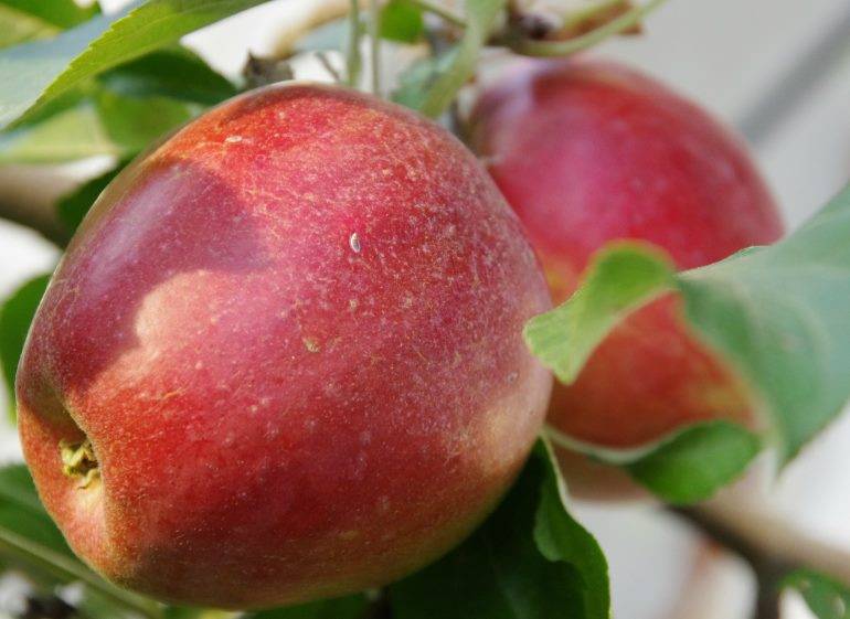 Описание и характеристики яблони сорта коваленковское