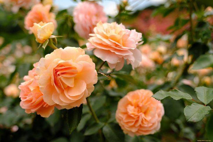 Чайная роза: посадка и уход в открытом грунте, фото цветка в горшке, чем отличаются от обычных роз, как ухаживать в домашних условиях, полив