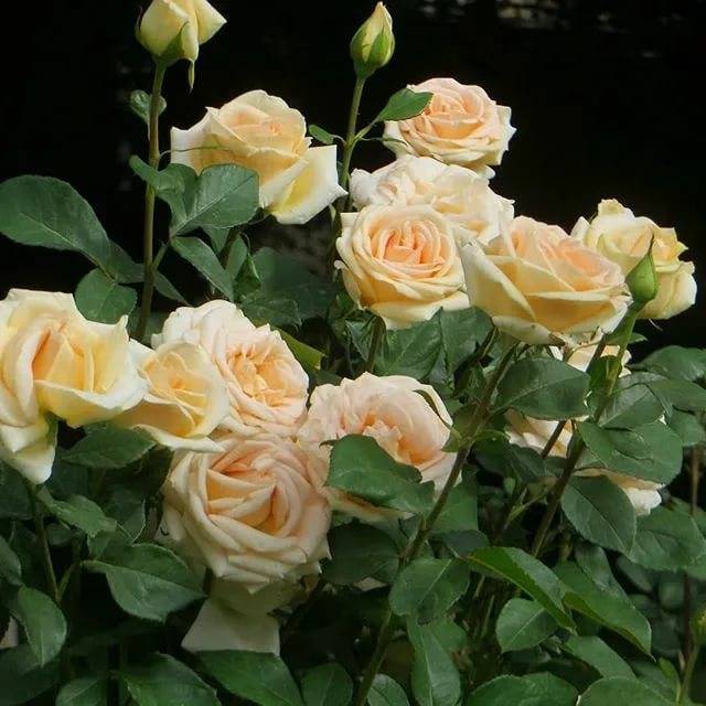 Чайная роза - цветочки - медиаплатформа миртесен