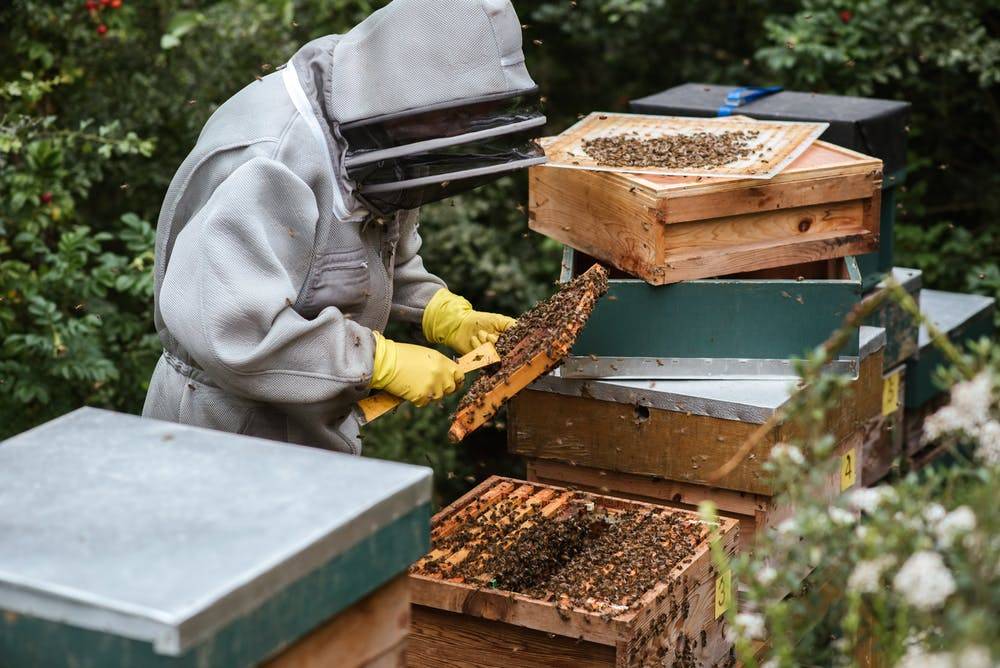 Работы с пчёлами на пасеке в августе