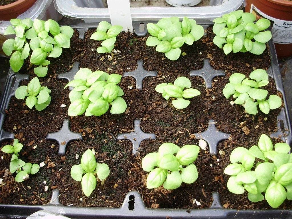 Как посадить базилик в открытый грунт семенами | oгород ok
