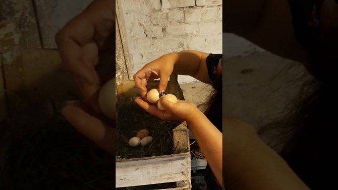 Как посадить курицу на яйца насильно. как посадить курицу на яйца насильно