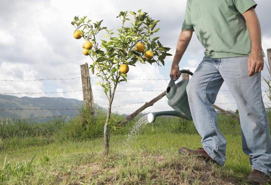 Как часто нужно поливать яблони летом и в период созревания плодов, частота и периодичность