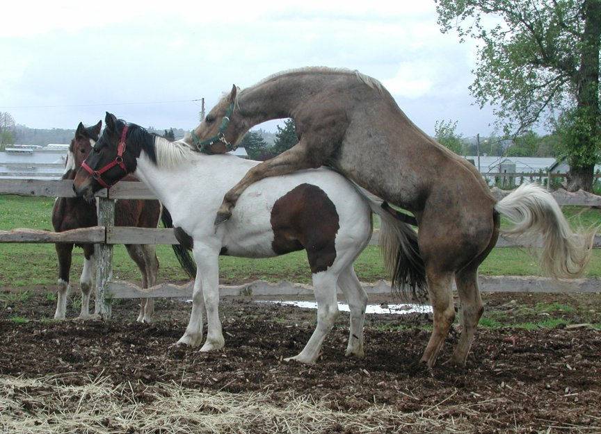 Тайны селекции: как выводят породы лошадей