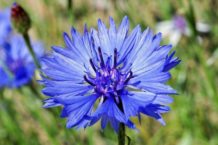 Василек синий - лечебные свойства растения, описание и фото