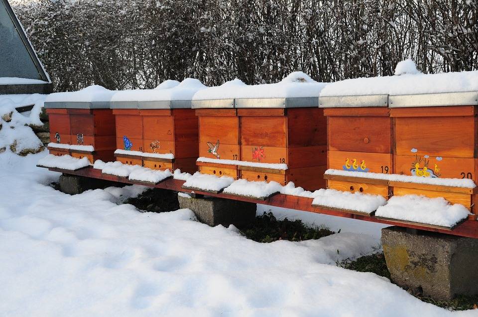 Осенние работы на пасеке перед зимовкой: подготовка, обработка и лечение пчёл от болезней, видео
