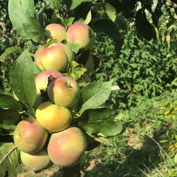 Колоновидная яблоня васюган: посадка саженцев и уход за плодовыми деревьями