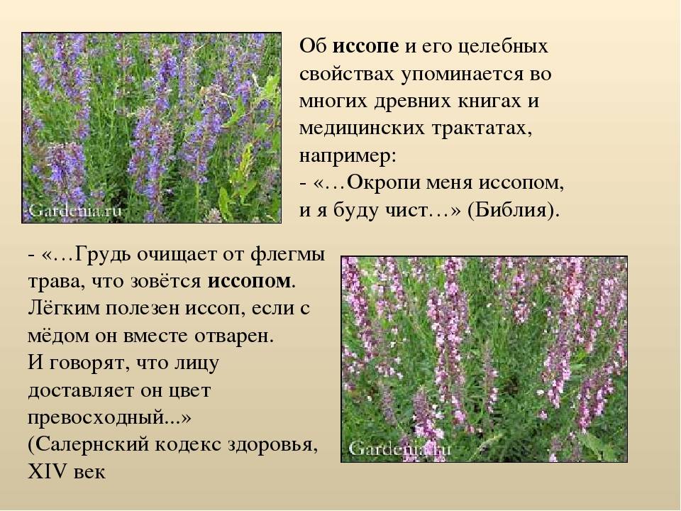 Лекарственное растение иссоп: фото и описание, лечебные свойства и противопоказания, применение травы и эфирного масла