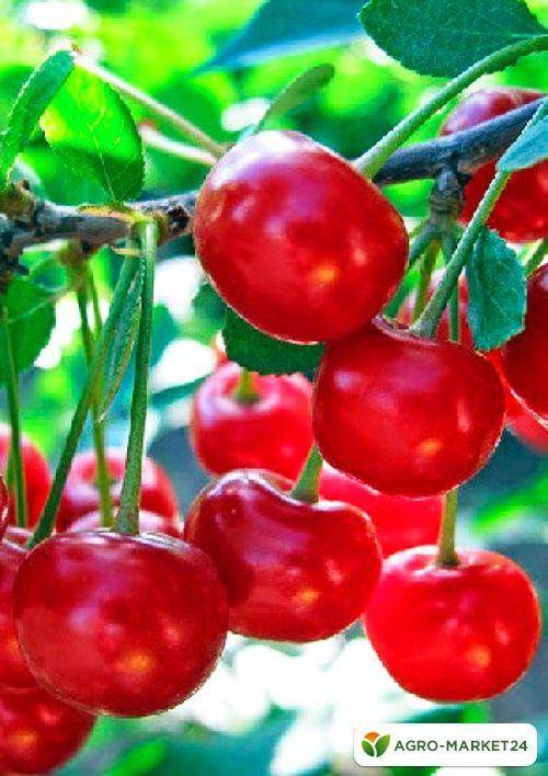 Сорта вишни для урала и сибири: описание 25 лучших, посадка и уход в открытом грунте