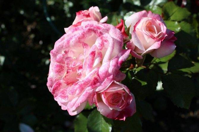 Розы шрабы - что это такое, описание, посадка, уход, сорта и отзывы