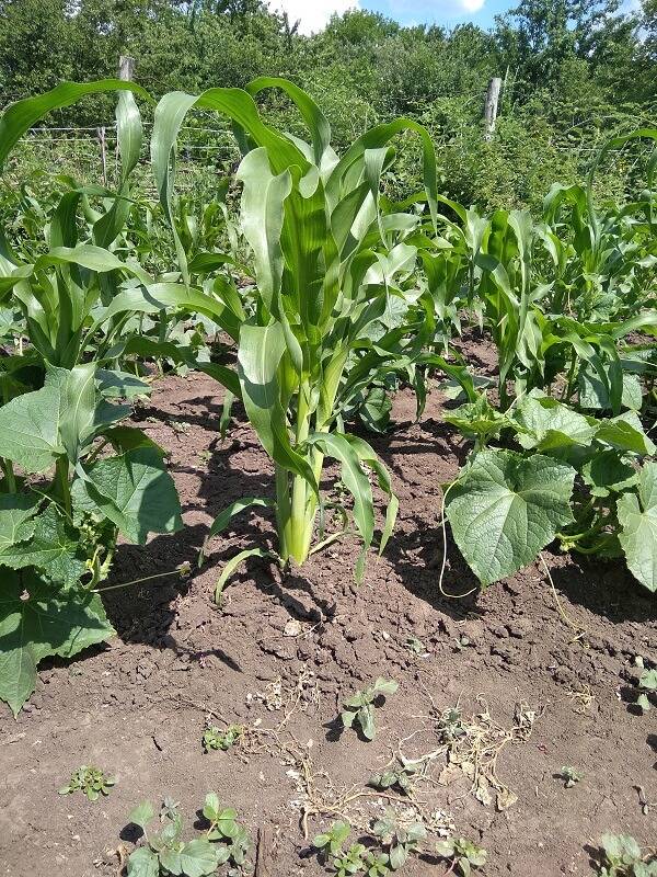 Сажаем кукурузу в открытый грунт: сроки посадки, выращивание и уход