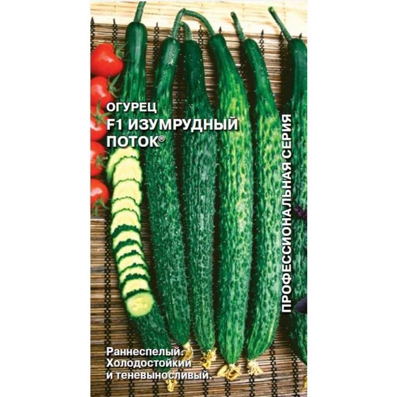 Огурец "изумрудный поток": описание сорта, особенности выращивания и отзывы :: syl.ru