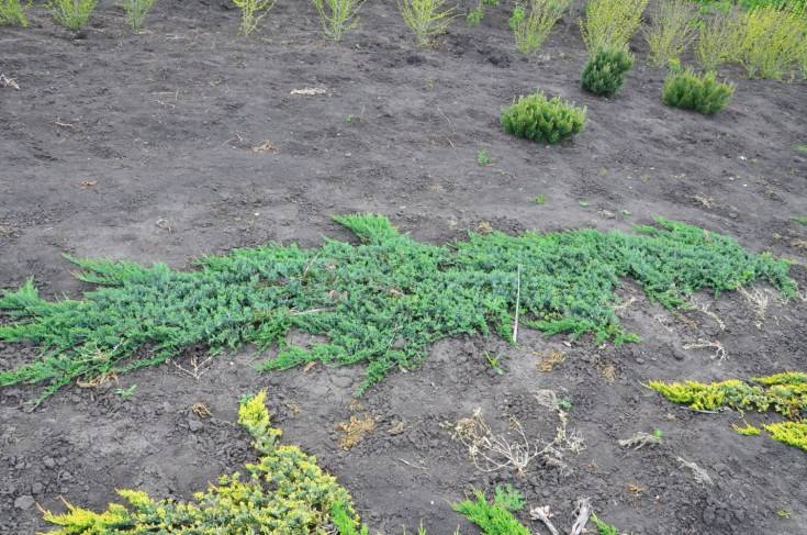 Можжевельники: лучшие сорта, фотокаталог с описанием на supersadovnik.ru