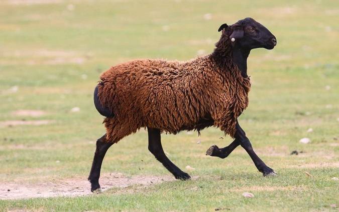 Гиссарская порода овец: порода, гиссарский баран и овца