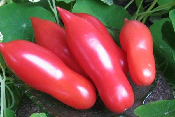 Описание сорта помидоров дамские пальчики, особенности выращивания и ухода
