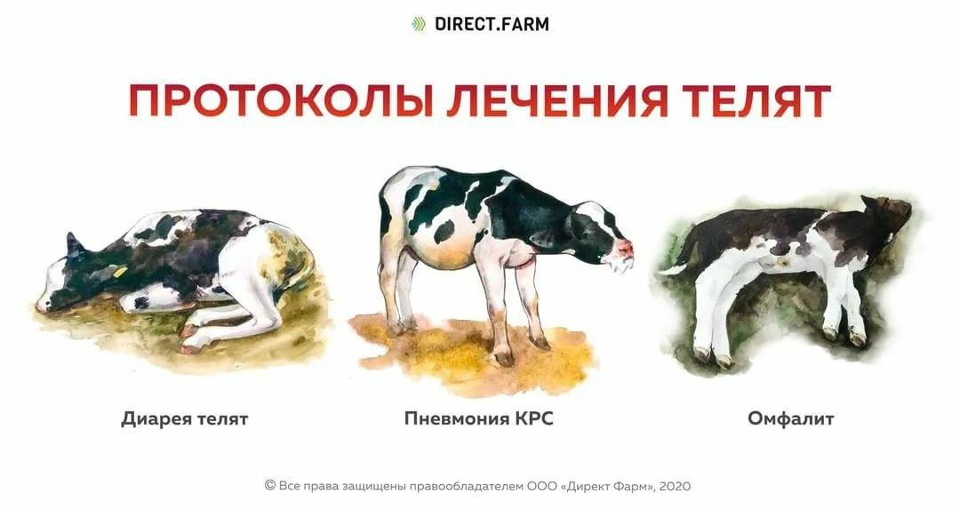 Понос коров: причины, лечение, профилактика