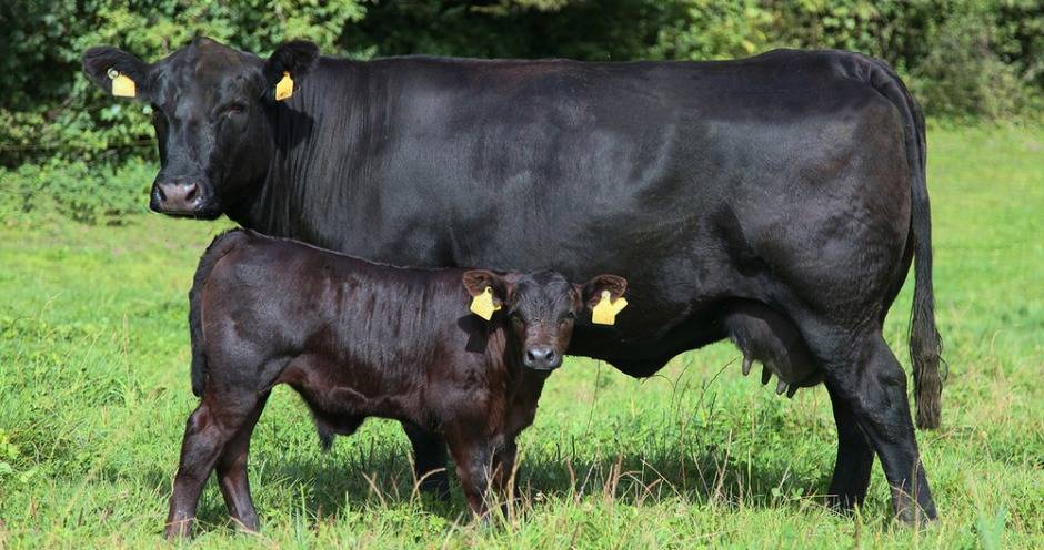 Абердин-ангусская порода крс — обзор, содержание и уход за коровами и быками