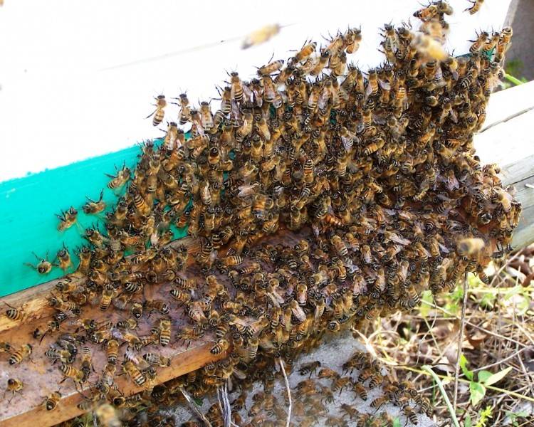 Роение пчел: признаки, причины и методы борьбы