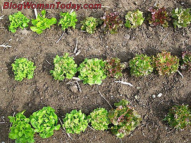 Салат: как правильно сажать семенами, выращивание и уход в открытом грунте