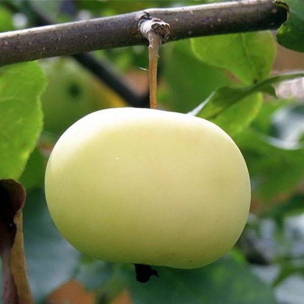О яблоне Юнга: описание сорта, характеристики, агротехника, выращивание