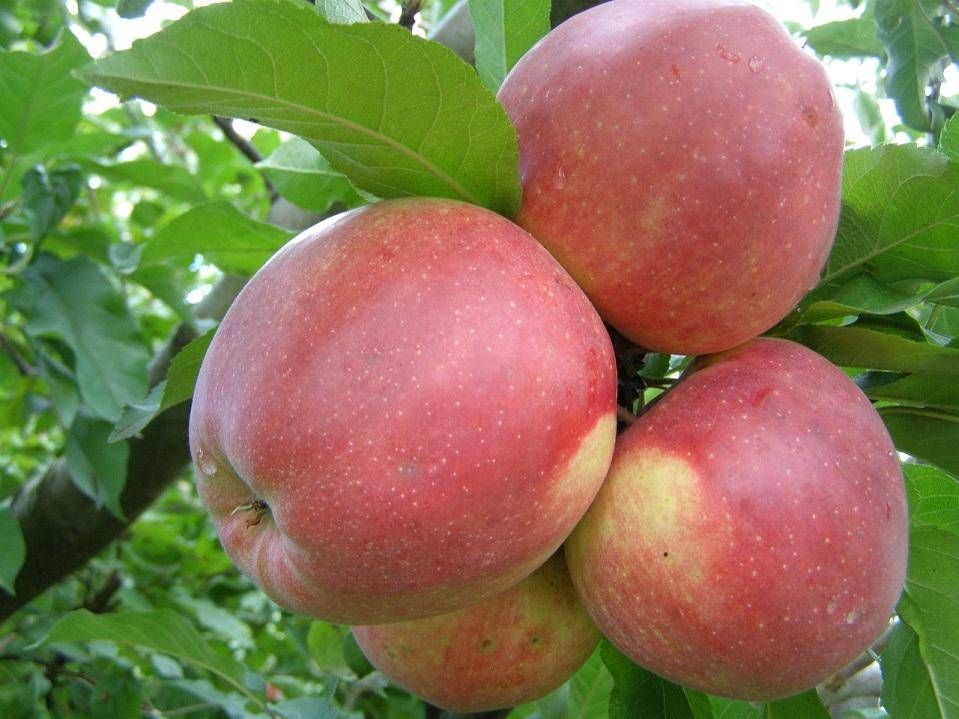 О яблоне Лигол: описание сорта, характеристики, агротехника, выращивание