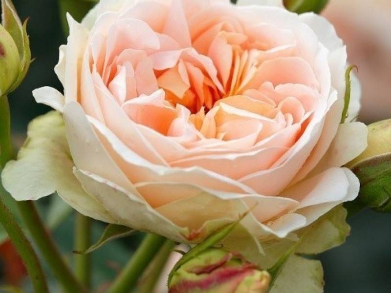 Роза чг fragrant cloud ( дуфтвольке) — ароматом дурманила