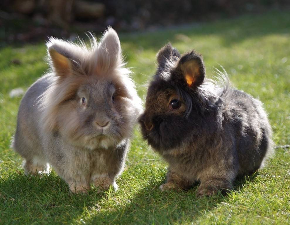 Популярные породы кроликов