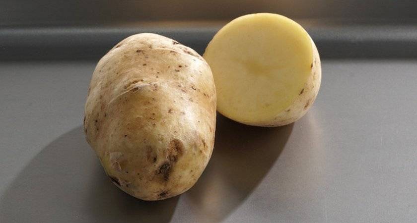 Характеристика сорта картофеля ажур: описание, отзывы садоводов