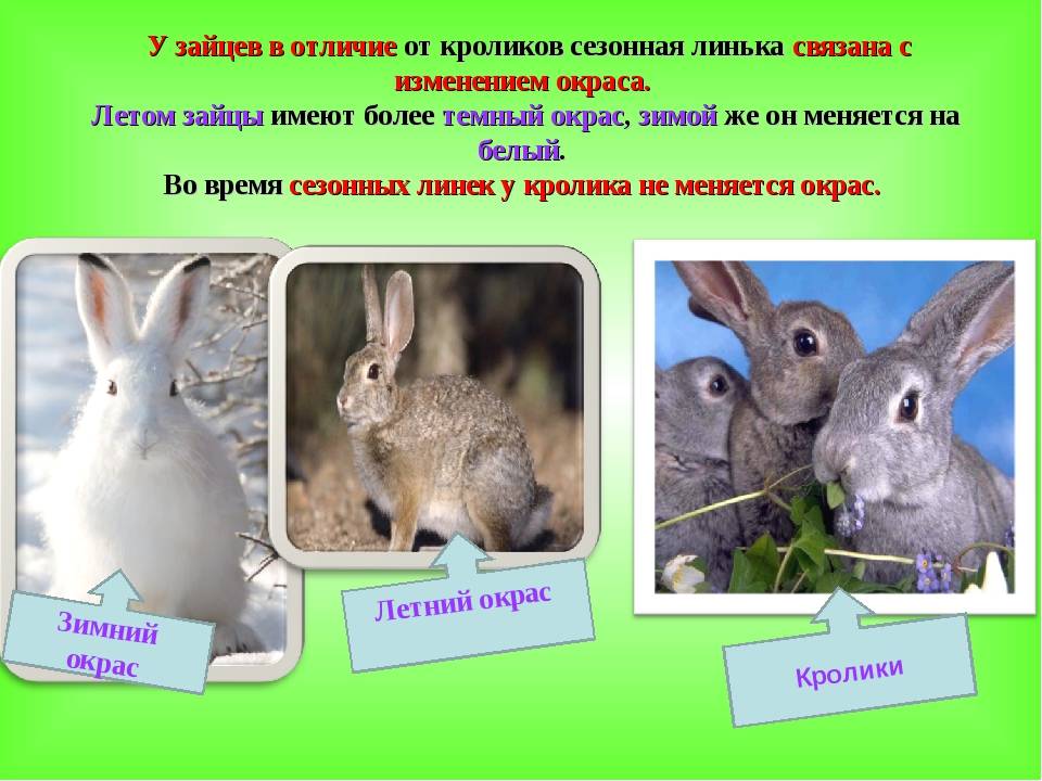 Зайцы и кролики какие отличия