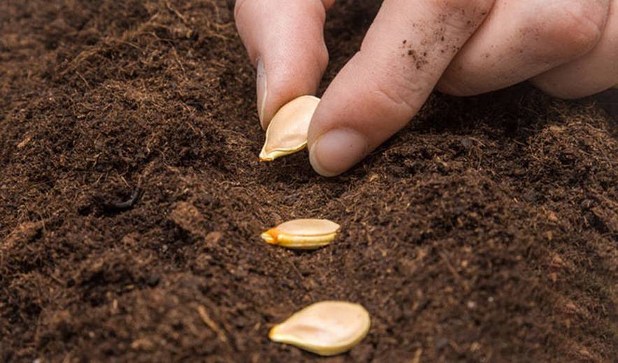 Как вырастить тыкву в открытом грунте семенами и через рассаду