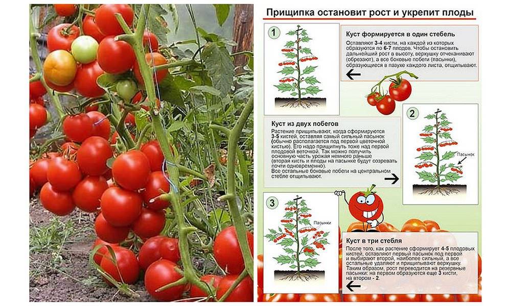 Формирование томатов: зачем это делать и как правильно обрезать томаты в теплице и на улице?