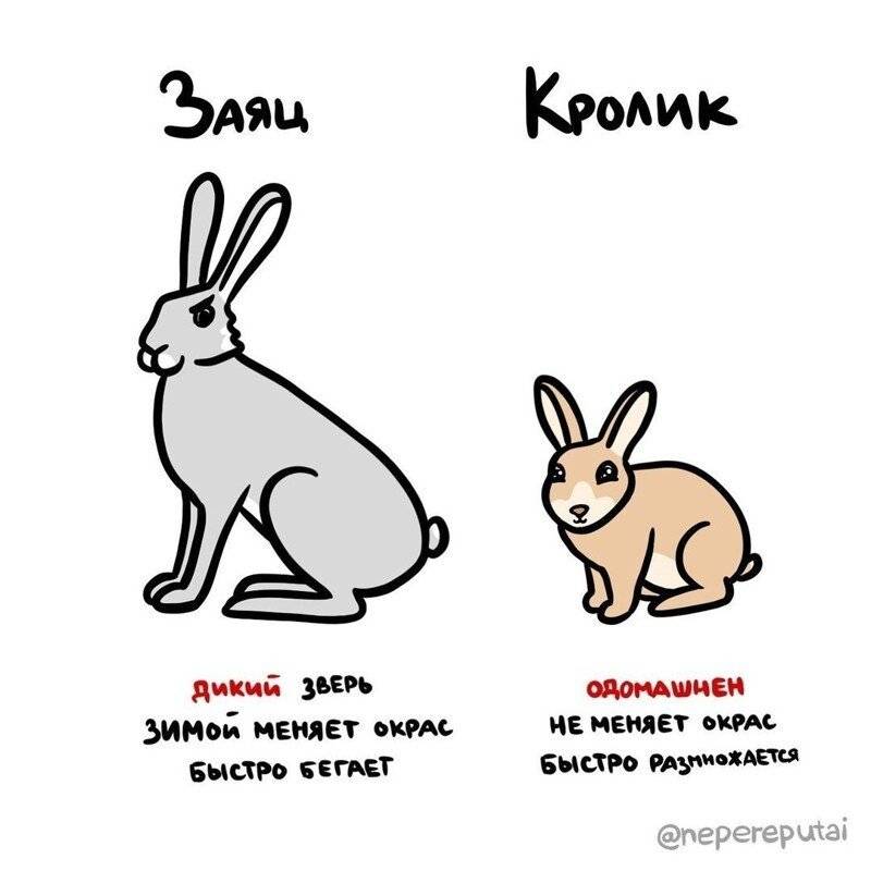 Чем кролик отличается от зайца: поведение, питание, внешность