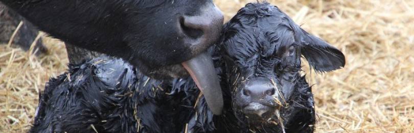 Беременность коровы. все секреты вынашивания теленка. описание с фото и видео