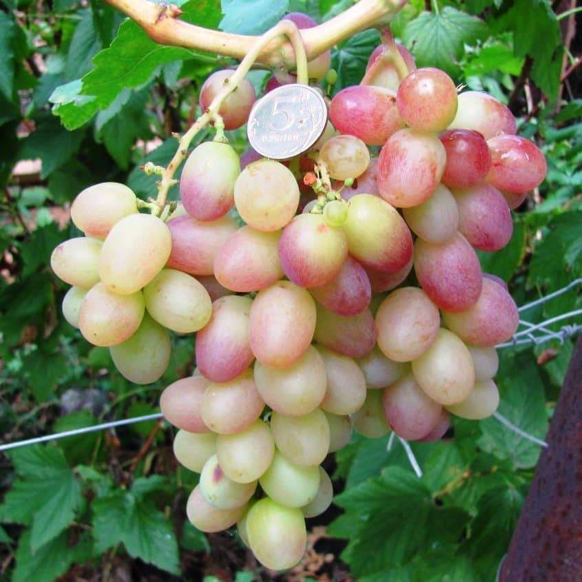 Описание сорта винограда Тасон, основные характеристики и сравнение с другими сортами
