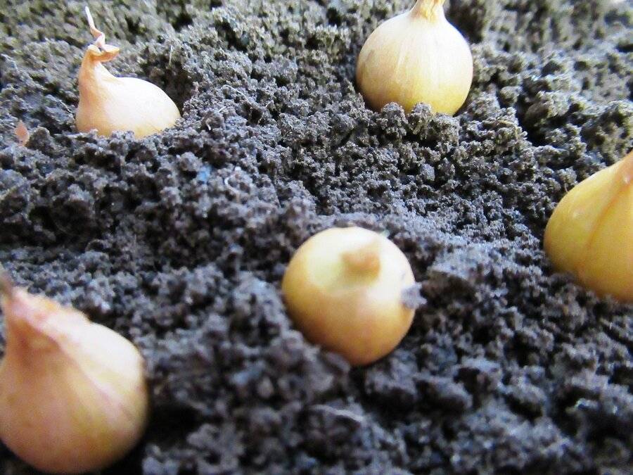 Выращивание лука из семян за один сезон через рассаду: пошаговая инструкция, когда сажать и как вырастить в домашних условиях