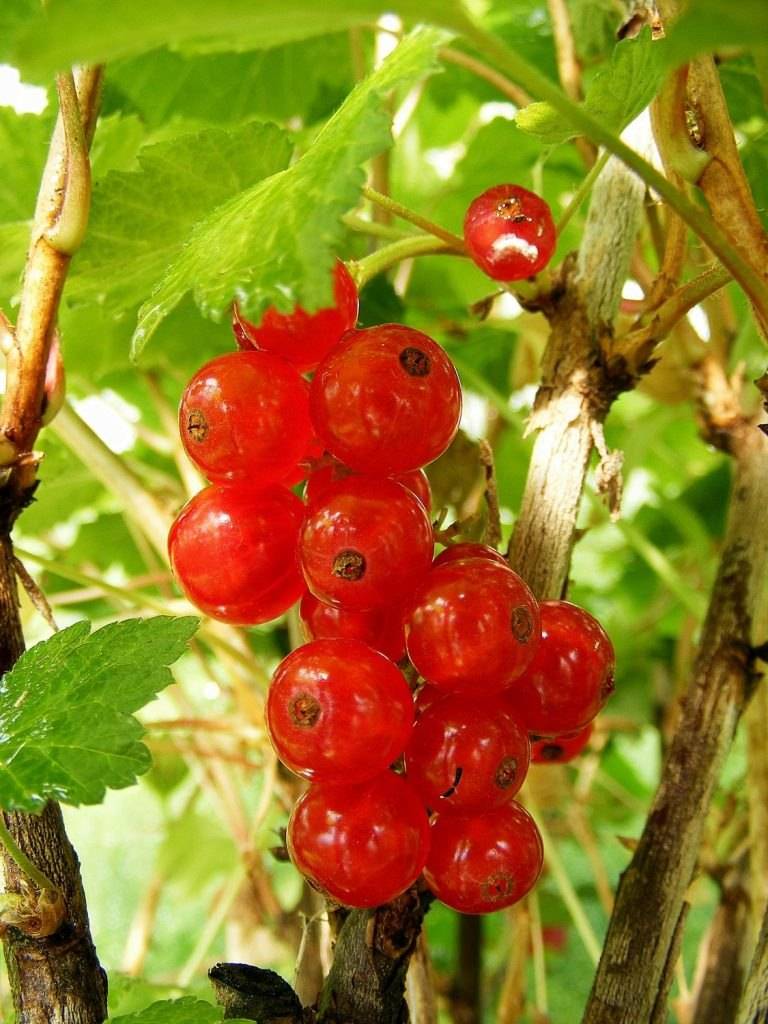 Красная смородина ранняя сладкая — обильный урожай в начале лета