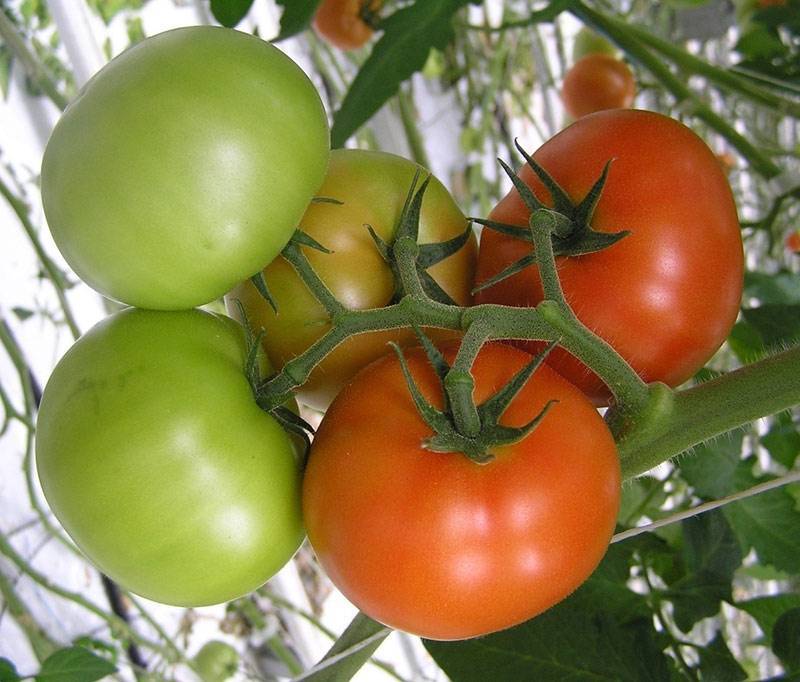✅ астраханский: описание сорта томата, характеристики помидоров, посев