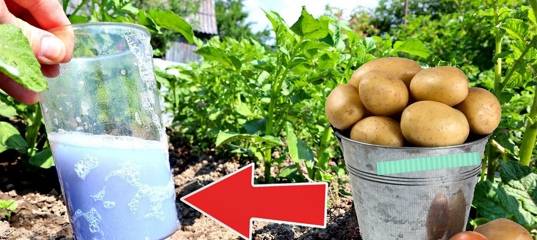 Внекорневая подкормка картофеля: чем производится, для чего нужна